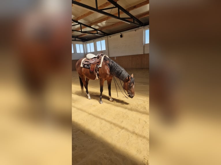 American Paint Horse Ruin 17 Jaar Roodbruin in Dugo Selo