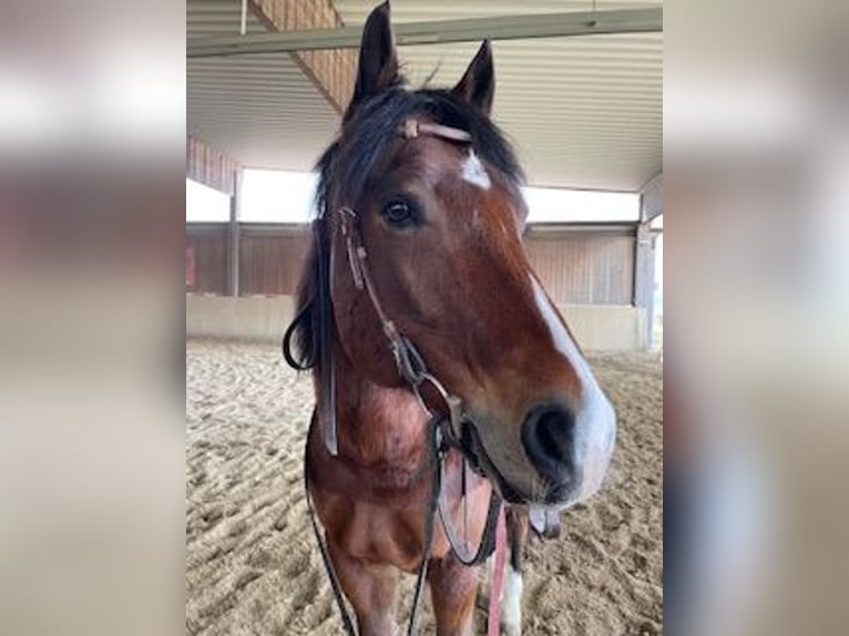 American Paint Horse Ruin 18 Jaar 156 cm Bruin in Buggingen