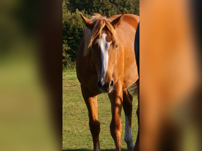 American Paint Horse Ruin 1 Jaar 145 cm Vos in Velpke