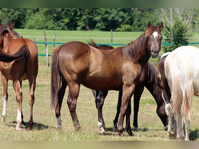 American Paint Horse Ruin 1 Jaar 148 cm Zwart in Hellenthal