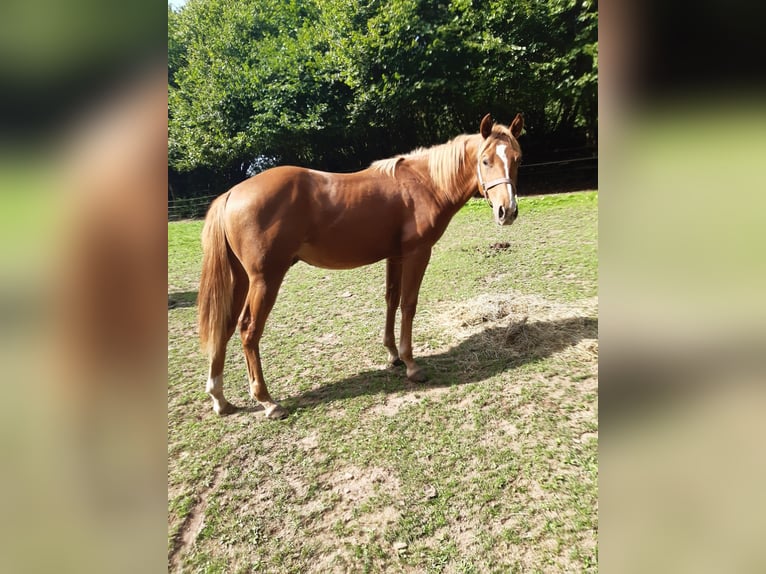 American Paint Horse Ruin 1 Jaar 150 cm Vos in Erbendorf