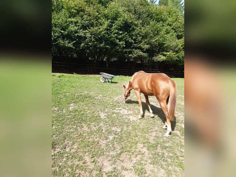 American Paint Horse Ruin 1 Jaar 150 cm Vos in Erbendorf