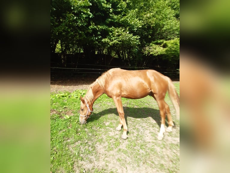 American Paint Horse Ruin 1 Jaar 150 cm Vos in Erbendorf
