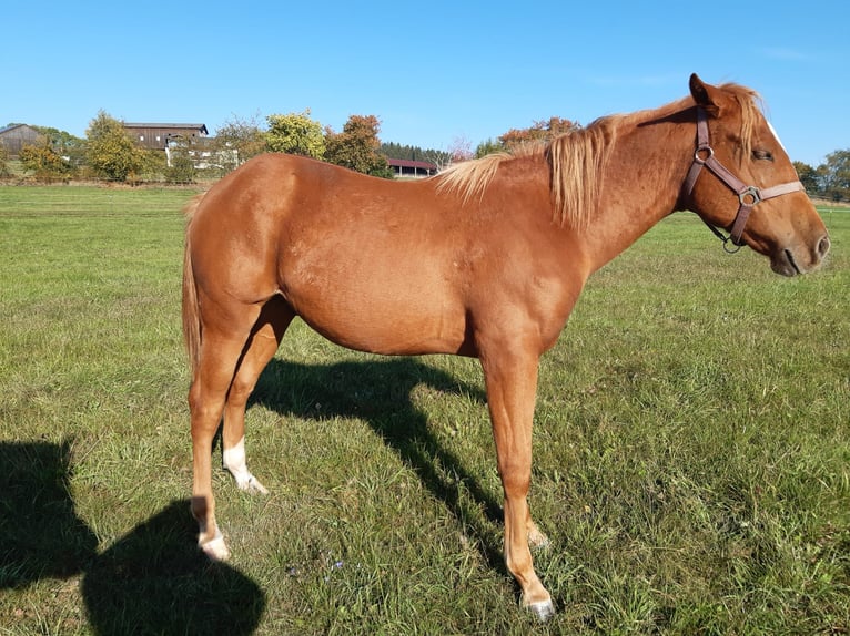 American Paint Horse Ruin 1 Jaar 150 cm Vos in Erbendorf