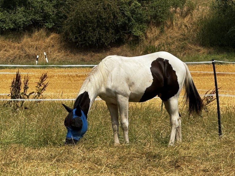 American Paint Horse Ruin 1 Jaar 155 cm Tobiano-alle-kleuren in Naumburg