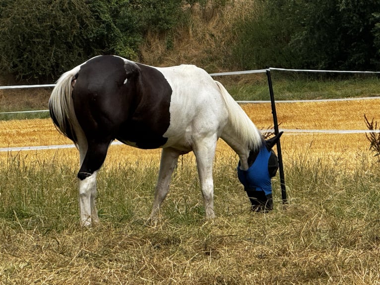 American Paint Horse Ruin 1 Jaar 155 cm Tobiano-alle-kleuren in Naumburg