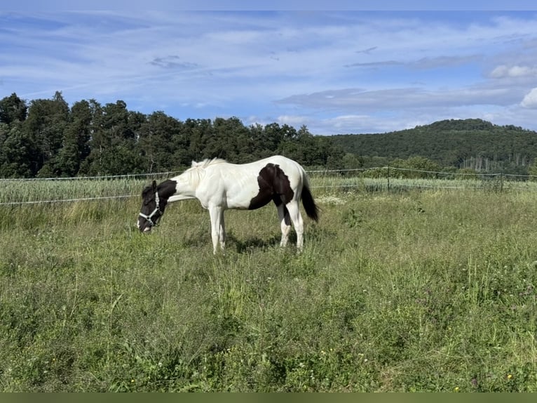 American Paint Horse Ruin 1 Jaar 155 cm Tobiano-alle-kleuren in Naumburg