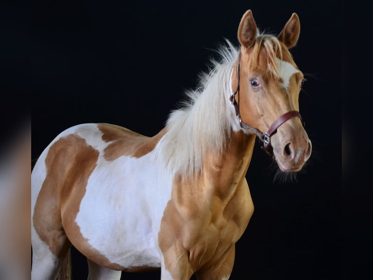 American Paint Horse Ruin 1 Jaar 155 cm Tobiano-alle-kleuren in Buchbach