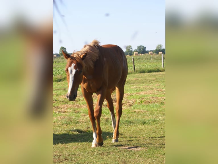American Paint Horse Ruin 1 Jaar 155 cm Vos in Velpke