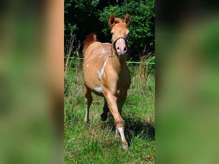 American Paint Horse Ruin 1 Jaar 156 cm Gevlekt-paard in Schwindegg
