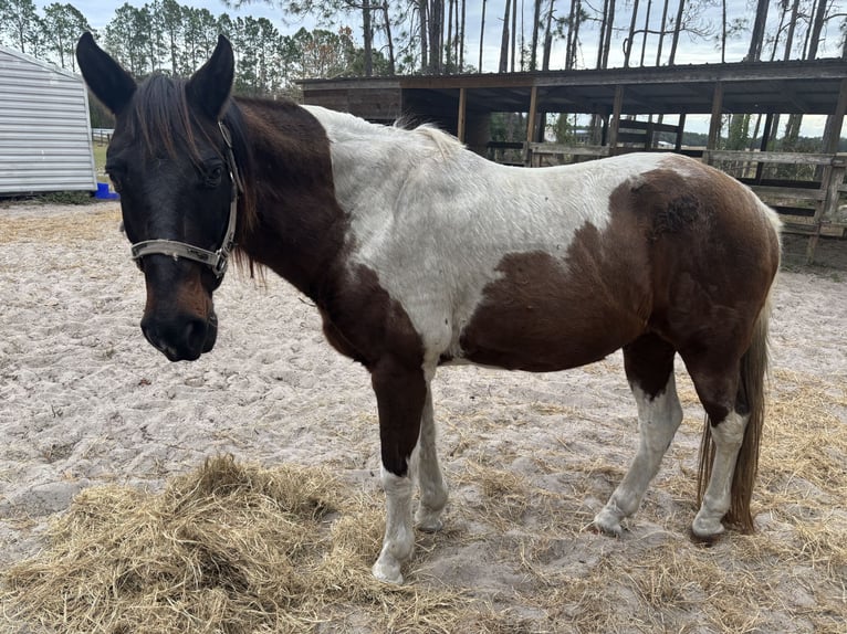 American Paint Horse Mix Ruin 20 Jaar 152 cm Roodbruin in Chiefland