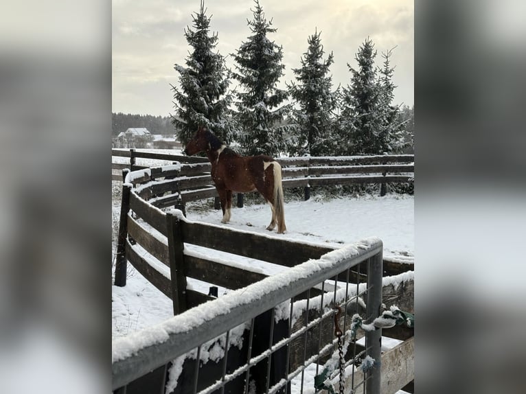American Paint Horse Mix Ruin 20 Jaar 164 cm Gevlekt-paard in Leibertingen