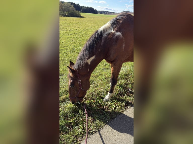 American Paint Horse Mix Ruin 20 Jaar 164 cm Gevlekt-paard in Leibertingen