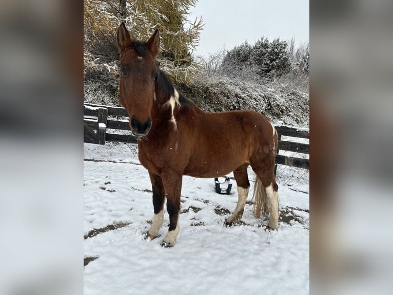 American Paint Horse Mix Ruin 20 Jaar 164 cm Gevlekt-paard in Leibertingen
