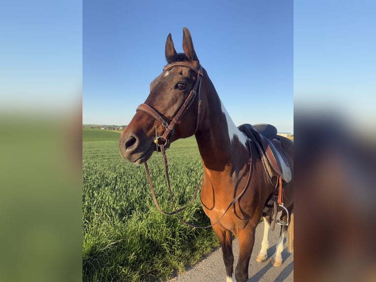 American Paint Horse Ruin 21 Jaar 158 cm Gevlekt-paard in Schwaigern