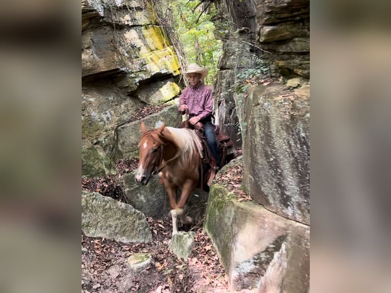 American Paint Horse Ruin 2 Jaar 142 cm Gevlekt-paard in Henderson