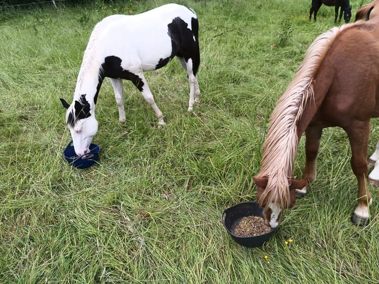 American Paint Horse Ruin 2 Jaar 148 cm Tovereo-alle-kleuren in Hennef