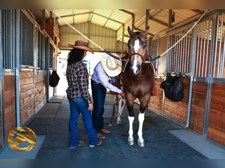 American Paint Horse Ruin 2 Jaar 152 cm Buckskin in Apple Valley