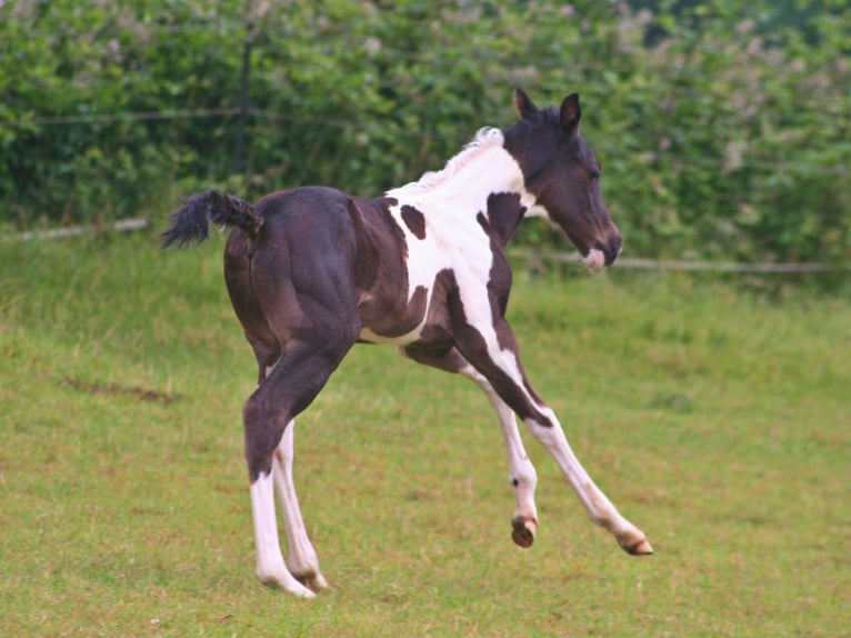American Paint Horse Ruin 2 Jaar 152 cm Zwart in Düsseldorf