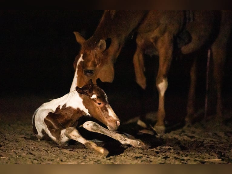 American Paint Horse Ruin 2 Jaar 153 cm Tobiano-alle-kleuren in Bemelen