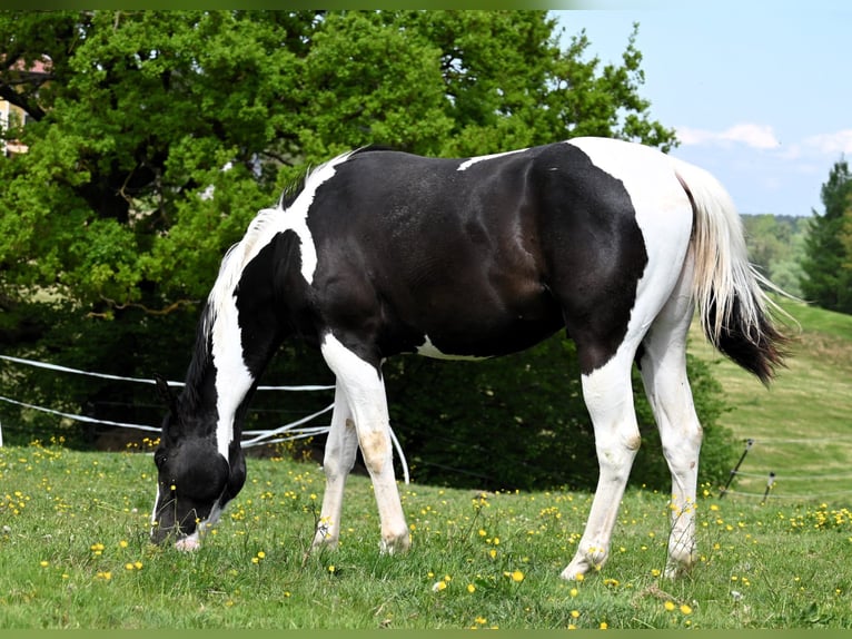 American Paint Horse Ruin 2 Jaar 162 cm Tovereo-alle-kleuren in Weichselbaum
