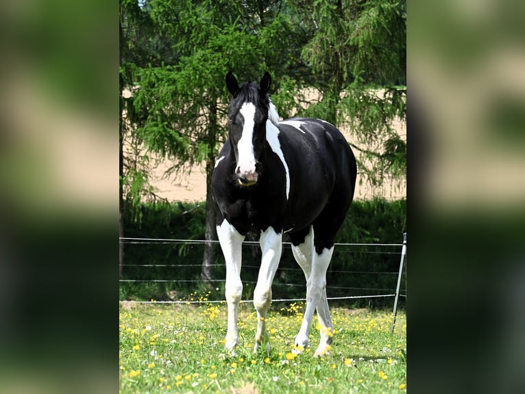 American Paint Horse Ruin 2 Jaar 162 cm Tovereo-alle-kleuren in Weichselbaum