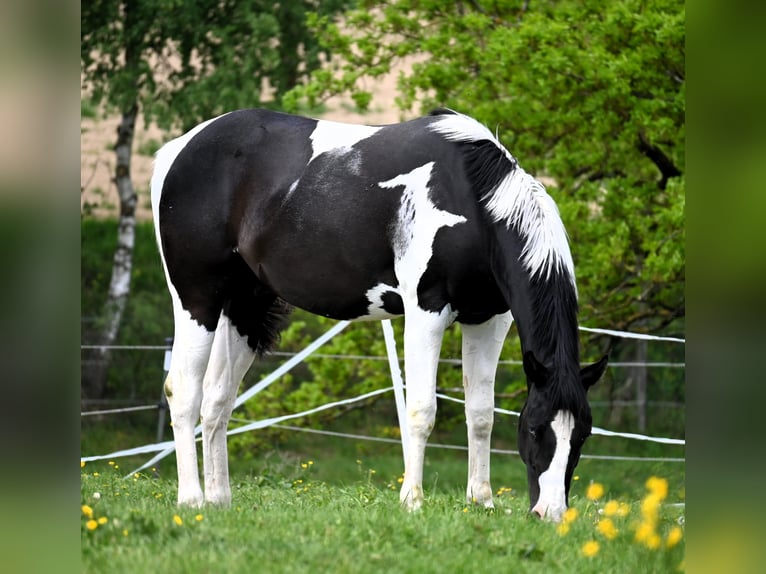 American Paint Horse Ruin 2 Jaar 162 cm Tovereo-alle-kleuren in Weichselbaum