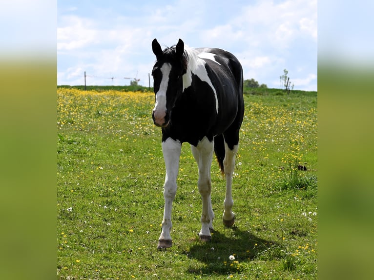 American Paint Horse Ruin 2 Jaar 162 cm Tovereo-alle-kleuren in Weichselbaum