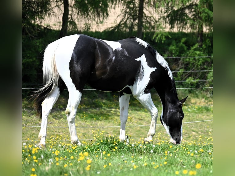 American Paint Horse Ruin 2 Jaar 162 cm Tovereo-alle-kleuren in Weichselbaum
