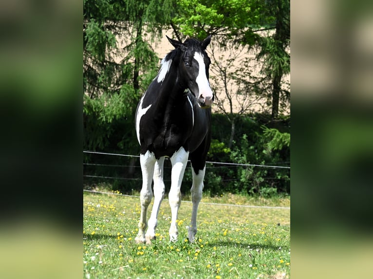American Paint Horse Ruin 2 Jaar 162 cm Tovereo-alle-kleuren in Weichselbaum
