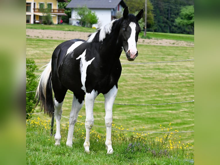American Paint Horse Ruin 2 Jaar 162 cm Tovereo-alle-kleuren in Weichselbaum