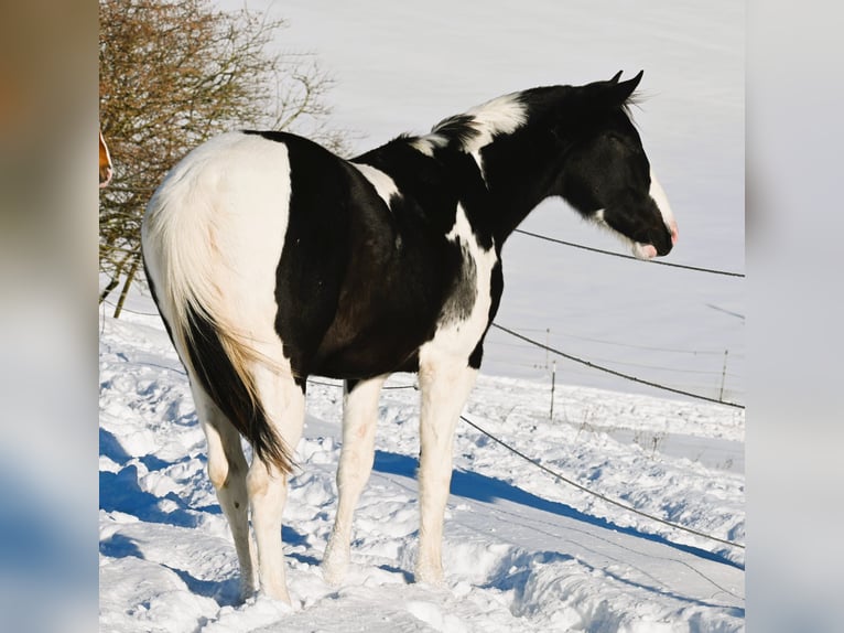 American Paint Horse Ruin 2 Jaar 162 cm Tovereo-alle-kleuren in Weichselbaum