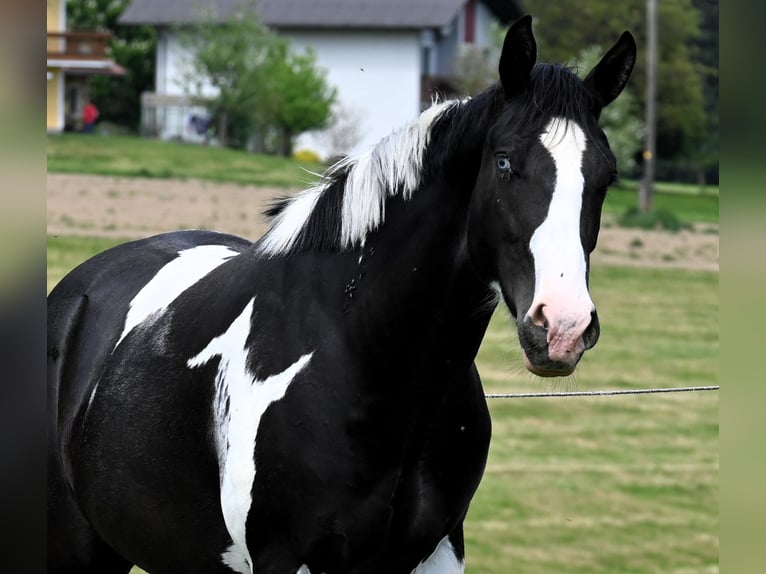 American Paint Horse Ruin 2 Jaar 162 cm Tovereo-alle-kleuren in Weichselbaum