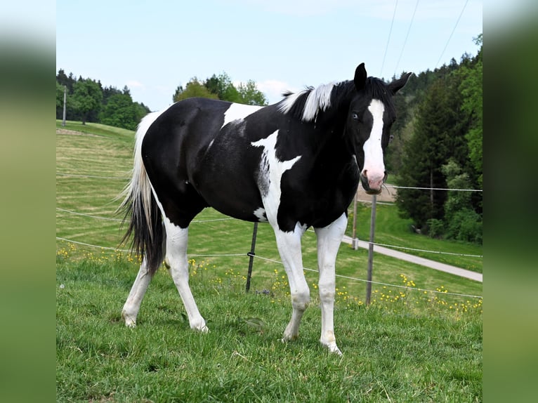 American Paint Horse Ruin 2 Jaar 162 cm Tovereo-alle-kleuren in Weichselbaum