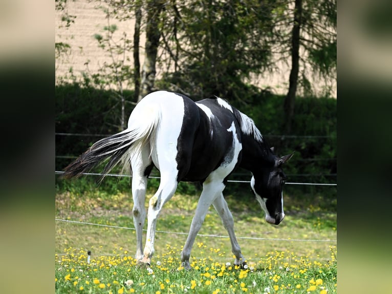 American Paint Horse Ruin 2 Jaar 162 cm Tovereo-alle-kleuren in Weichselbaum