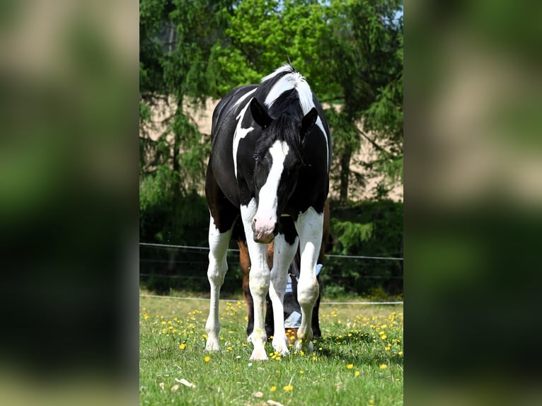 American Paint Horse Ruin 2 Jaar 162 cm Tovereo-alle-kleuren in Weichselbaum