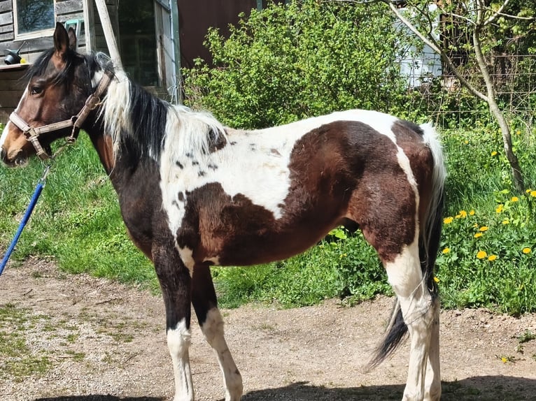 American Paint Horse Ruin 2 Jaar Overo-alle-kleuren in betteldorf