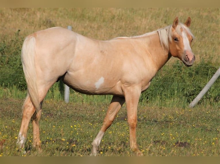 American Paint Horse Ruin 3 Jaar 135 cm Palomino in Wrestedt