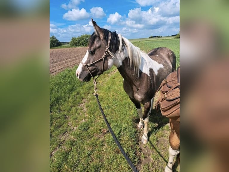 American Paint Horse Ruin 3 Jaar 143 cm Grullo in Rosenau