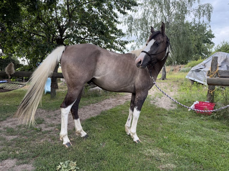 American Paint Horse Ruin 3 Jaar 143 cm Grullo in Rosenau