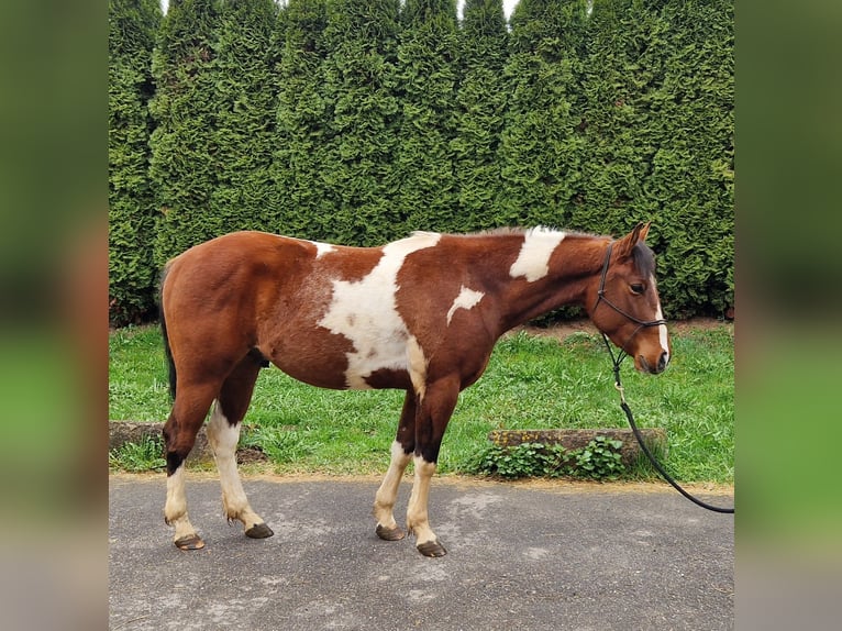 American Paint Horse Ruin 3 Jaar 143 cm Tobiano-alle-kleuren in Villingen-Schwenningen
