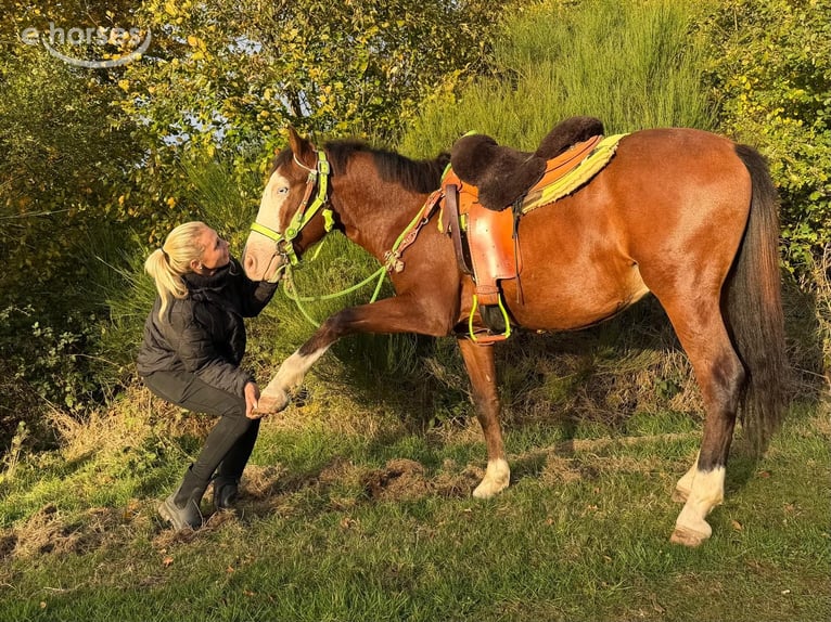 American Paint Horse Ruin 3 Jaar 144 cm Gevlekt-paard in Linkenbach