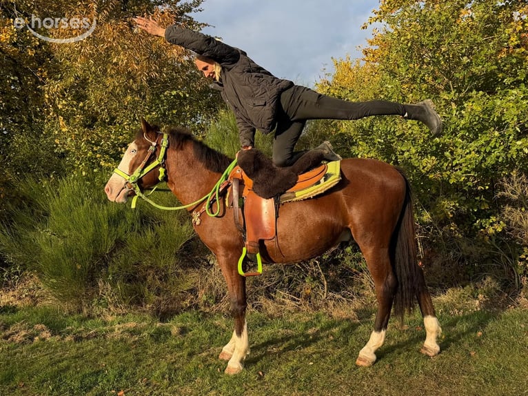 American Paint Horse Ruin 3 Jaar 144 cm Gevlekt-paard in Linkenbach