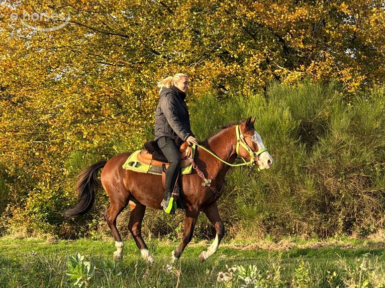 American Paint Horse Ruin 3 Jaar 144 cm Gevlekt-paard in Linkenbach