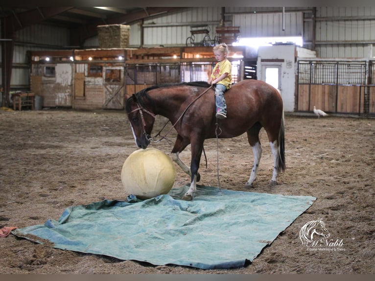 American Paint Horse Ruin 3 Jaar 145 cm Roodbruin in Cody