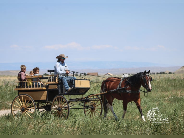 American Paint Horse Ruin 3 Jaar 145 cm Roodbruin in Cody