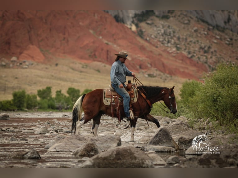 American Paint Horse Ruin 3 Jaar 145 cm Roodbruin in Cody