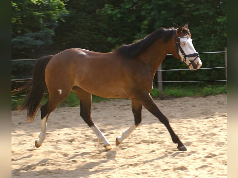 American Paint Horse Ruin 3 Jaar 148 cm Overo-alle-kleuren in Velpke
