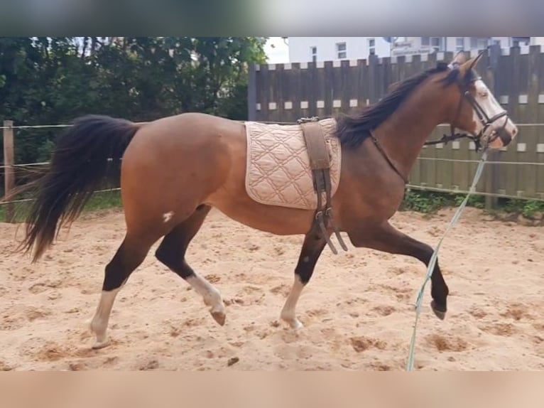 American Paint Horse Ruin 3 Jaar 148 cm Overo-alle-kleuren in Velpke