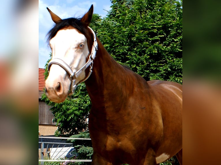 American Paint Horse Ruin 3 Jaar 148 cm Overo-alle-kleuren in Velpke